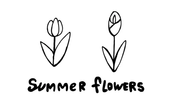 Reihe Von Pfingstrosen Blumen Zeichnungen Abstrakte Blumenillustration Handgezeichnete Vektorkunst — Stockvektor