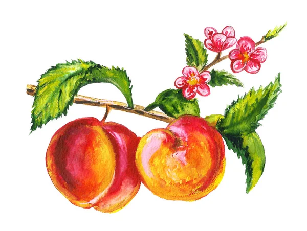 Akvarell Handritad Frukt Set — Stockfoto