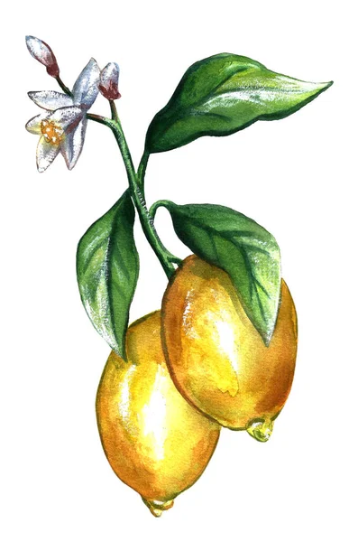 Akvarell Handritad Frukt Set — Stockfoto