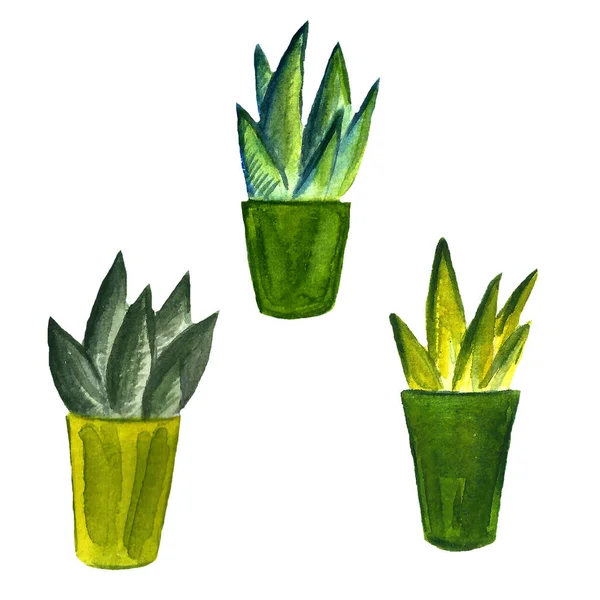 Akwarelowy Kaktus Bezszwowy Wzór Kaktusy Akwarelowe Zestaw Kaktusów Ręcznie Rysowanych — Zdjęcie stockowe