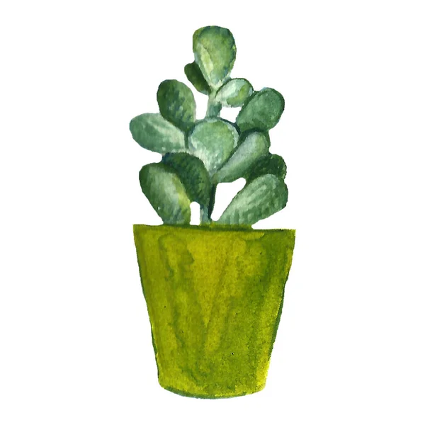 Acquerello Modello Cactus Senza Soluzione Continuità Cactus Acquerello Set Cactus — Foto Stock
