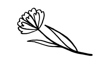 Kır çiçeklerinin el çizimi vektör çizimi