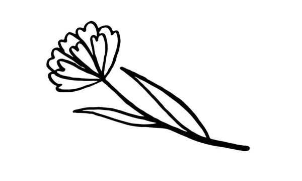 Vector dibujado a mano Ilustración de flores silvestres — Archivo Imágenes Vectoriales