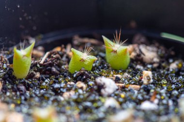 3 tiny cactus seedlings in cactus soil
