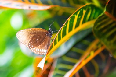 Kahverengi & Beyaz lekeli Kelebek / Yaygın Karga (Euploea çekirdeği)