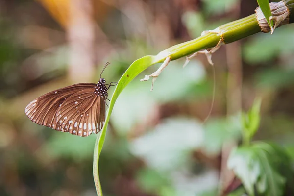Bruine en witte gevlekte vlinder / gewone kraai (Euploea core)) — Stockfoto