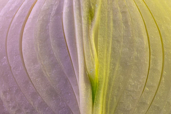 Closeup of onion sliced in half — Stock Photo, Image