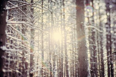 Karlı ormanda parlayan güneş