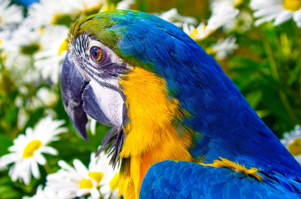 Modré a zlaté macaw venku těší sedmikrásky — Stock fotografie