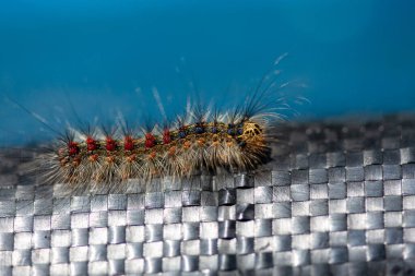 Gypsy moth caterpillar on weaved black plastic clipart