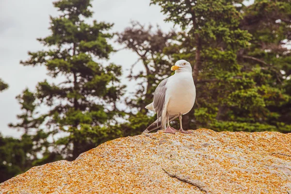 Чайка стоит на скале в Национальном парке Акадия, штат Мэн — стоковое фото