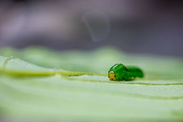 Kleine inktworm op groen blad — Stockfoto