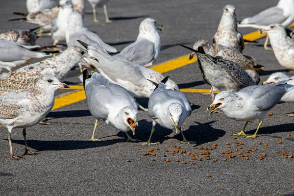 Seagulls in a parking lot eating food on ground — Stock Photo, Image