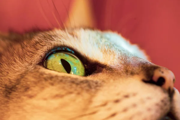 Closeup of cat eye on grey cat