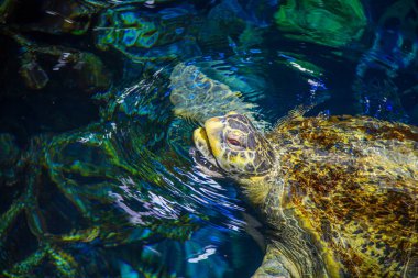 Green sea turtle at New England Aquarium clipart