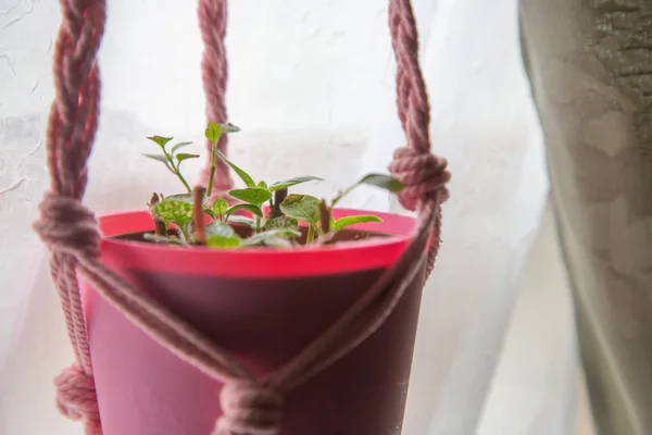 Pink Polka Dot plant in window — Stock Photo, Image