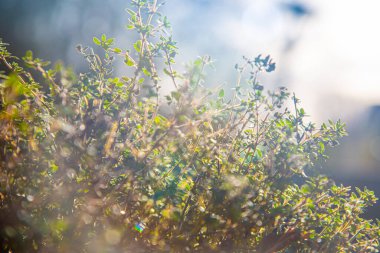 İngiliz kekiği kışın büyüyor.