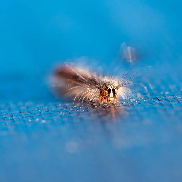 Zbliżenie gąsienicy cygańskiej ćmy na niebieskiej, splecionej powierzchni z tworzywa sztucznego — Zdjęcie stockowe