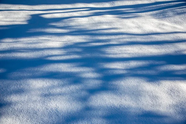 Las sombras de los árboles en el campo nevado —  Fotos de Stock