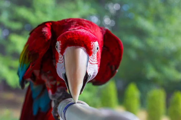 Roodvleugelpapegaai Huisdier Vogel Plastic Baars — Stockfoto