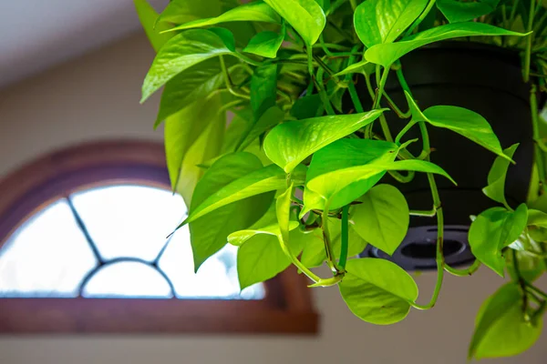 Lime Green Bright Neon Pothos Epipremnum Aureum Houseplant Hanging Whindow — Stock Photo, Image