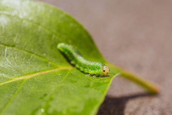Apró Inchworm Egy Aranyos Arc Egy Zöld Levél — Stock Fotó