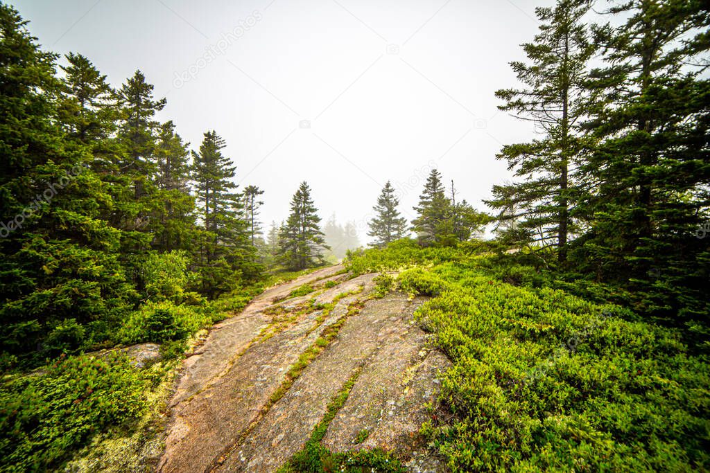 Hillside view of rocks & pines on walking trails in Acadia National Park, Maine, USA