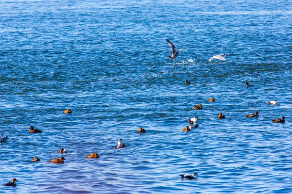 Various Sea Birds Atlantic Ocean Wintertime Plum Island Massachusetts — Stock Photo, Image