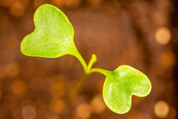 Растение Цветной Капусты Листьями Форме Сердца Грязи — стоковое фото