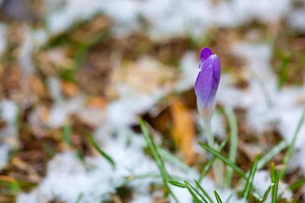 一个紫色的番红花花蕾在早春绽放 地面上有雪 — 图库照片