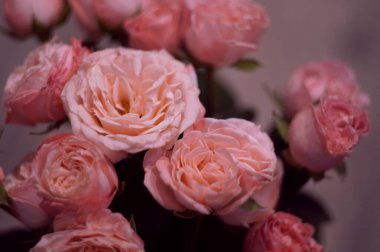 Yumuşak pembe cüce gül buketi.