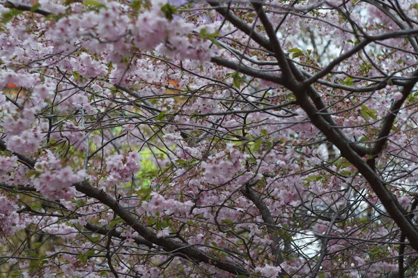 Blommande Rosa Sakura Centrum Sankt Petersburg — Stockfoto