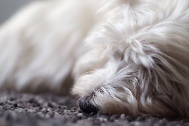 Batı Highland Beyaz Teriyeri yumuşak halıda uyuyor.. 