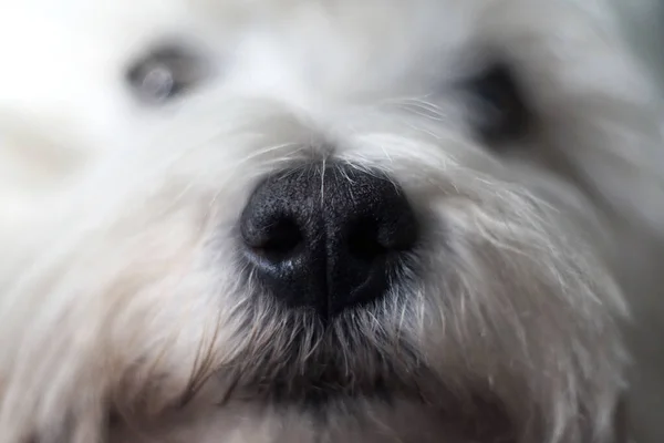 Macro shot of a black nose West Highland White Terrier.