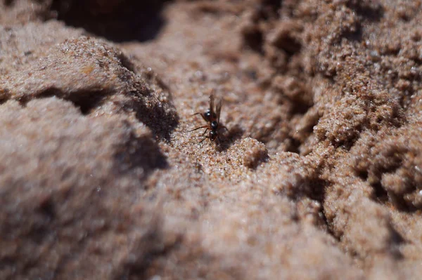 Macro Image Ant Sand — Stock Photo, Image