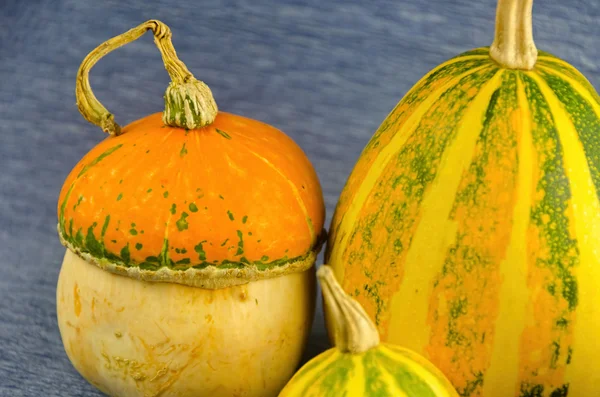 Decorative Halloween pumpkins on the table — Stock Photo, Image