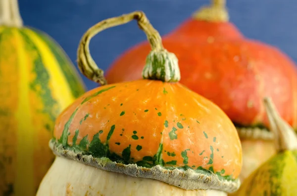 Dekoratif Halloween pumpkins masada — Stok fotoğraf