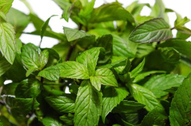 Beyaz arka plan üzerinde izole bush kokulu nane