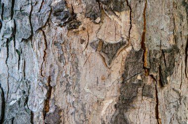 Ağaç kabuğu çatlak ve çizgiler ile