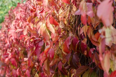 çitin üzerinden yaprakları