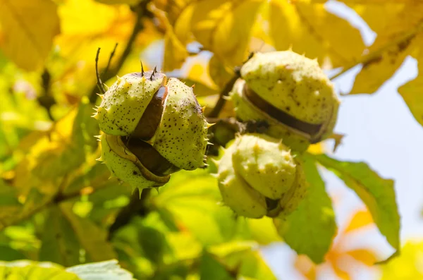 Opened chestnuts on a branch — Φωτογραφία Αρχείου