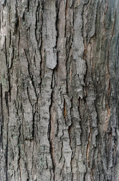 Stromová kůra s trhlinami a pruhy — Stock fotografie