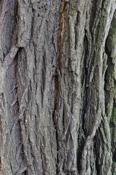 Tree bark with cracks and streaks Royalty Free Stock Images