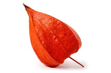 Turuncu physalis izole