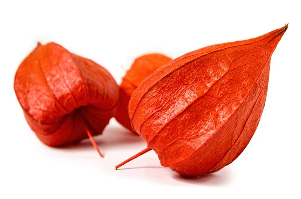 Oranje physalis geïsoleerd — Stockfoto