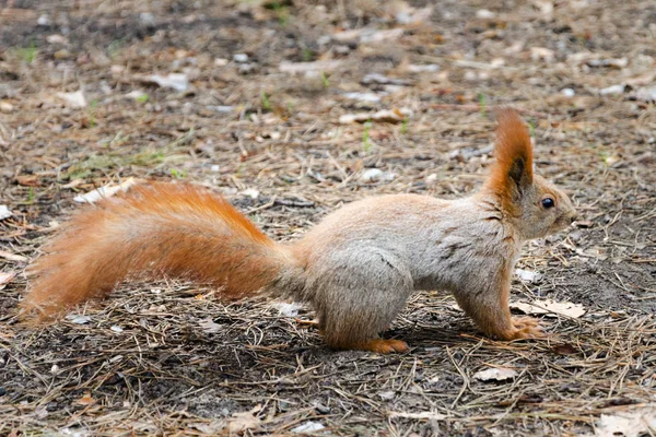 Wildhörnchen in ihrer Umgebung — Stockfoto