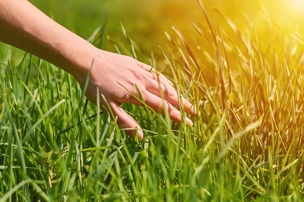 La main de la fille caressant l'herbe verte — Photo