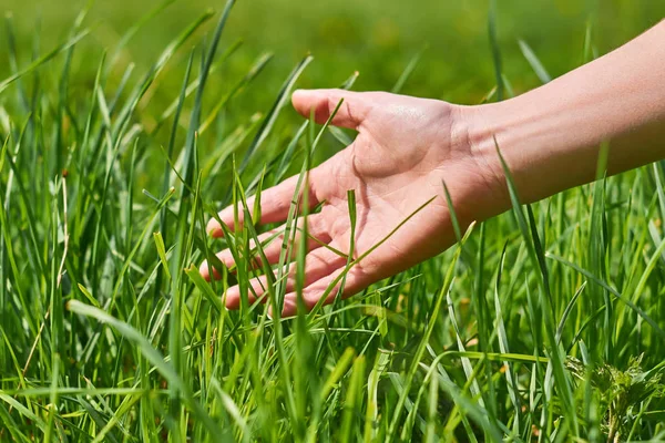 La main de la fille caressant l'herbe verte Images De Stock Libres De Droits