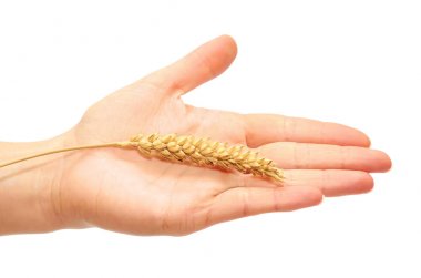 kulak buğday tutan el. Sıcaklık ve refah kavramı