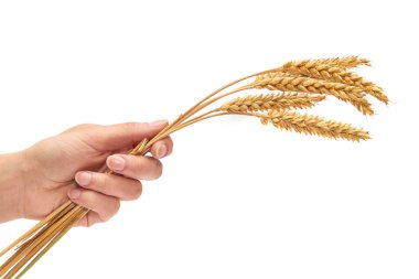kulak buğday tutan el. Sıcaklık ve refah kavramı